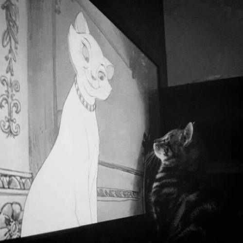 Cat Duchess