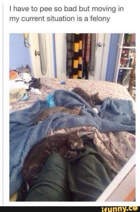 Cat Have To Pee