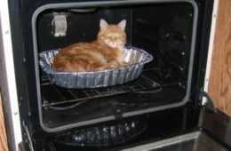 Cat Oven
