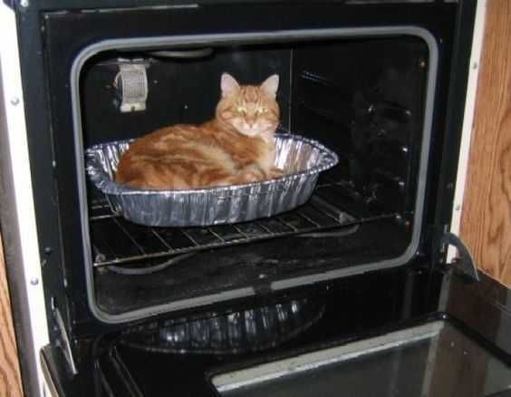 Cat Oven