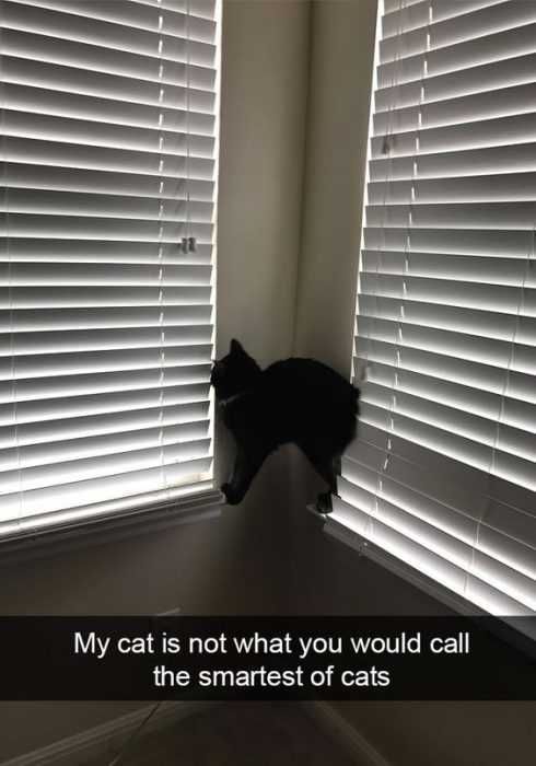 Funny Cat Pictures This Cat Needs Help