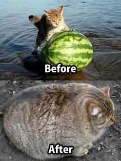 Funny Cat Pictures Catermelon