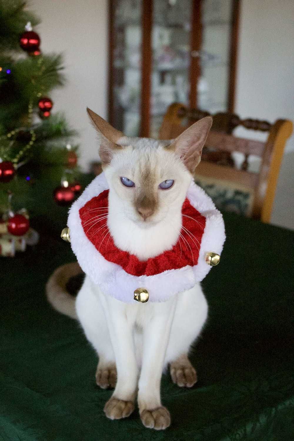 Funny Christmas Cat Pictures Wiseman Collar