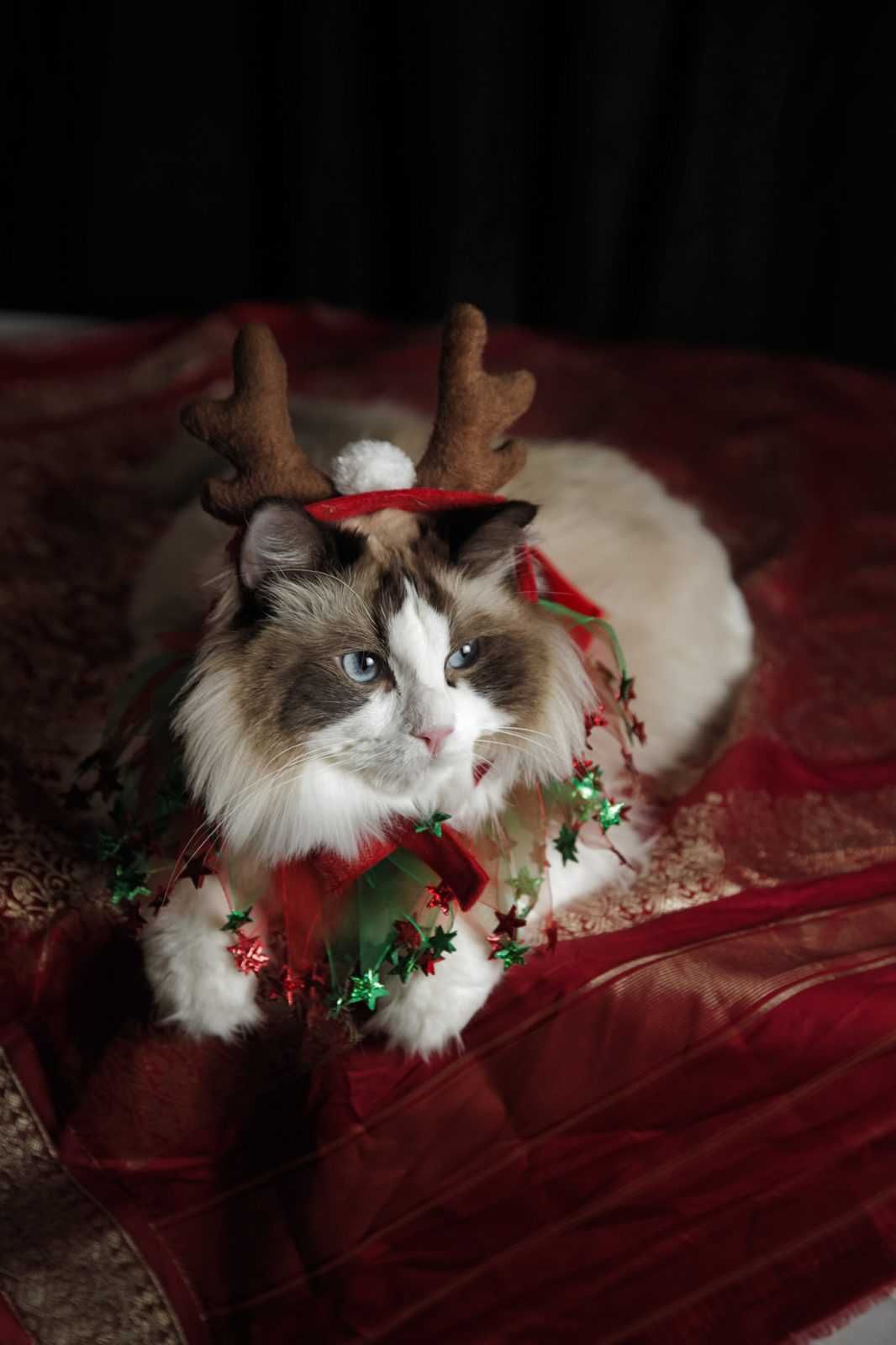 Funny Christmas Cat Pictures Cat With Reindeer Ears