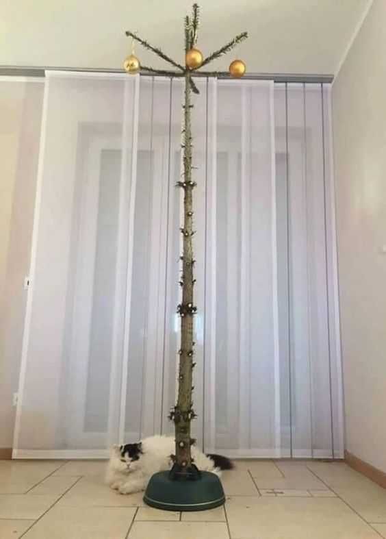 Funny Christmas Cat Pictures Stripped Christmas Tree