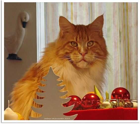 Funny Christmas Cat Pictures