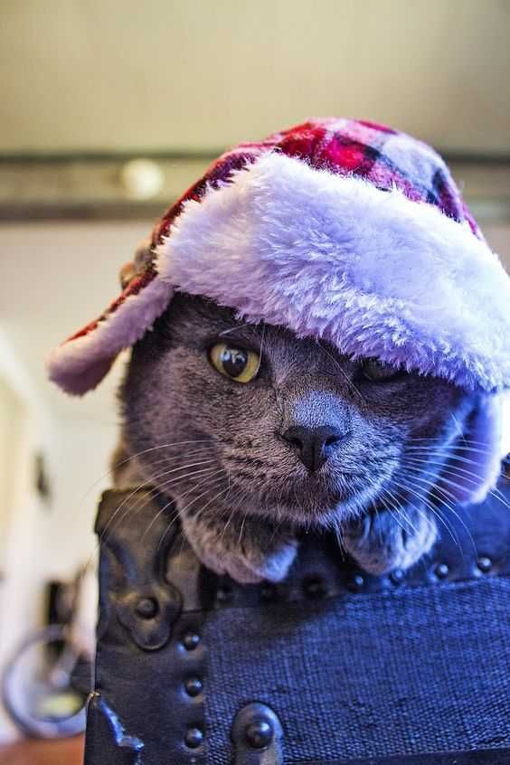 Cat In A Bag Funny Christmas Cat Pictures
