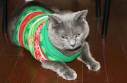 Cats Sweater