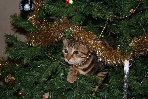 Funny Christmas Cat Pictures Cat In Christmas Tree