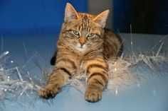 Funny Christmas Cat Pictures Cat Sitting On Tinsel