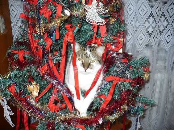Funny Christmas Cat Pictures Cat In Christmas Tree Not Happy