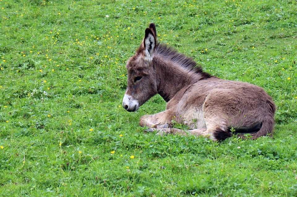 Donkey 409165 960 720