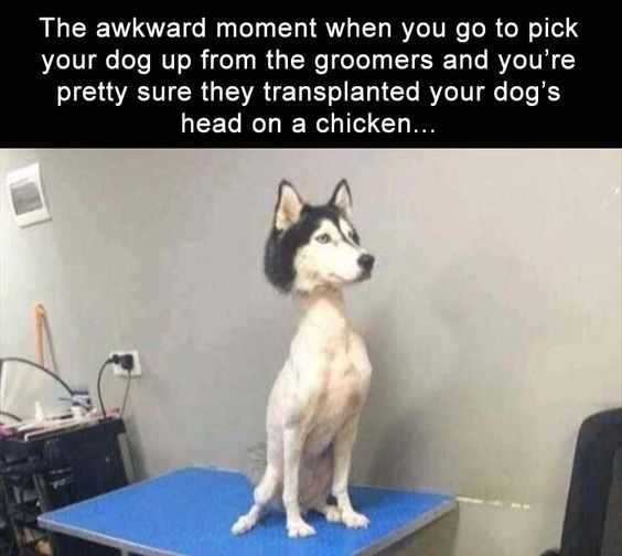 Funny Images Of Huskies Haircuts