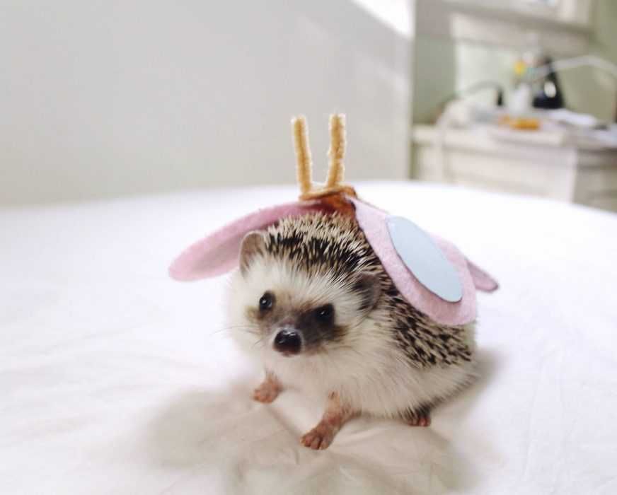 Cute Hedgehog Pictures Hedgehog Butterfly
