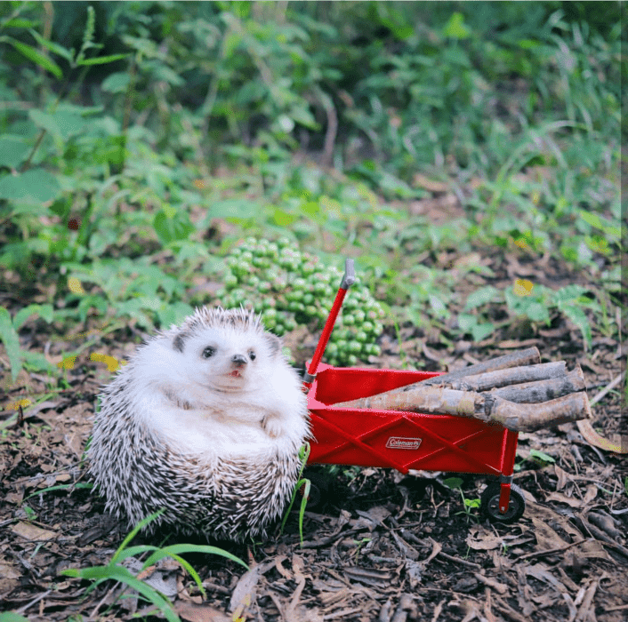 Cute Hedgehog Pictures Hedge Hog With A Red Wagon