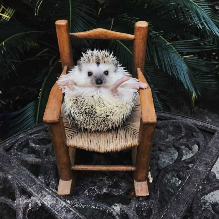 Cute Hedgehog Pictures Hedgehog Game Of Thrones Style