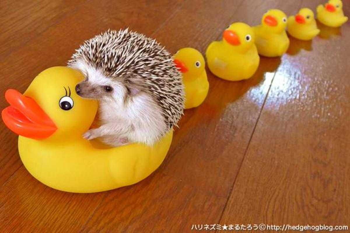 Cute Hedgehog Pictures Rubberducks And Hedgehog