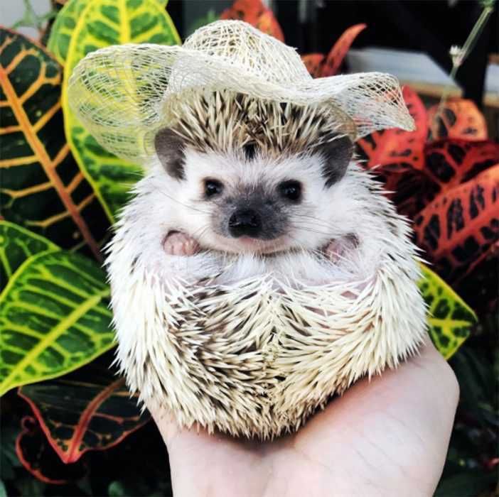 Cute Hedgehog Pictures Fancy Hat Hedgehog
