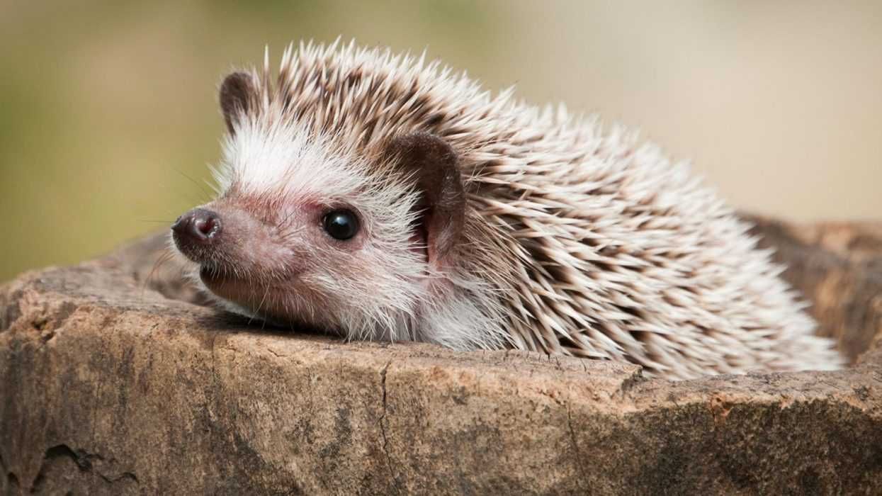 Cute Hedgehog Pictures Hedgehog In Stone