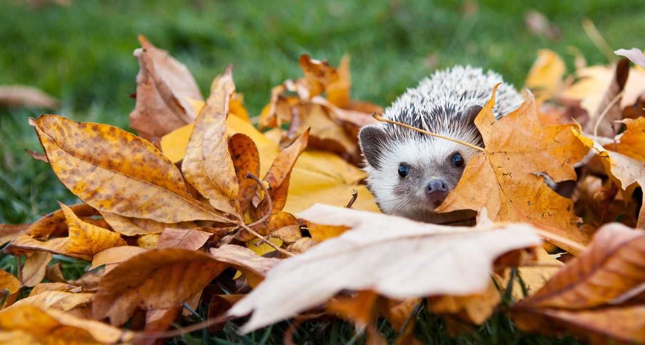 Cute Hedgehog Pictures Hedge Hog In Fall Leaves