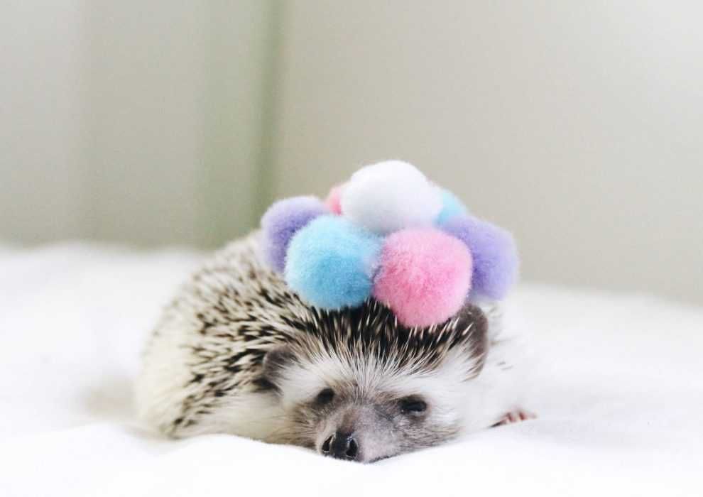 Cute Hedgehog Pictures Hedgehog Hat Of Pompoms