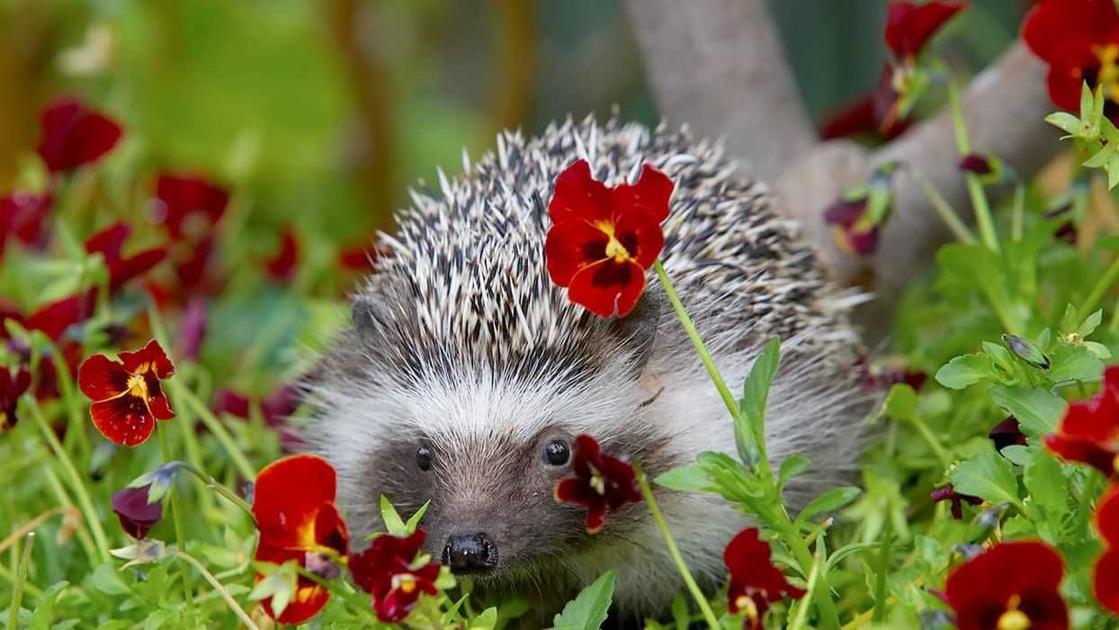 Cute Hedgehog Pictures Hedgehog Hiding In Flowers
