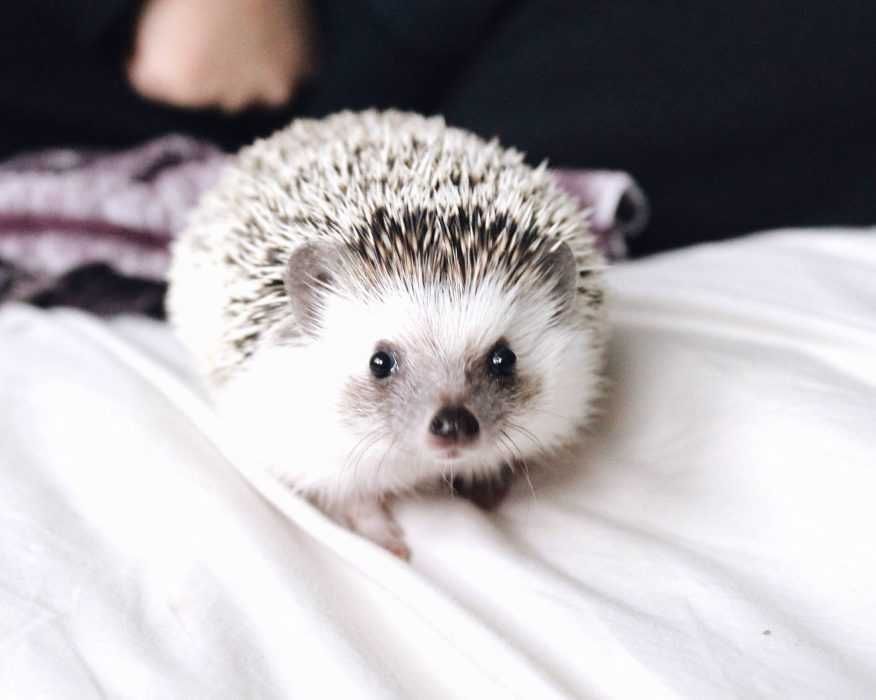 Cute Hedgehog Pictures Hedgehog On Duvet