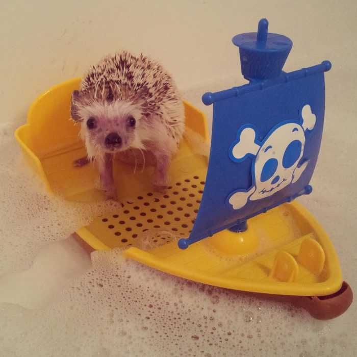 Cute Hedgehog Pictures Hedgehog Bath Time On A Toy Boat