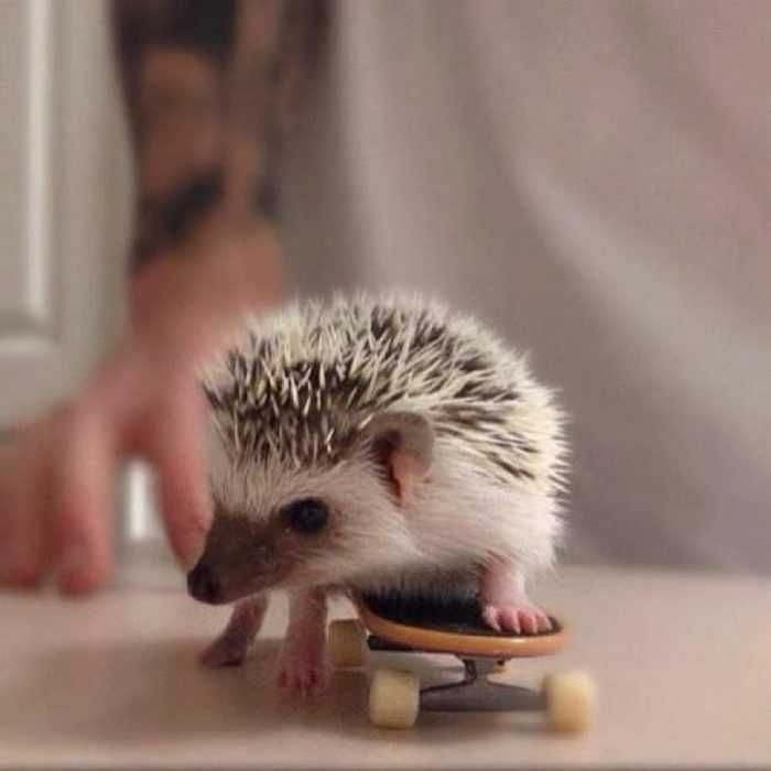 Cute Hedgehog Pictures Hedgehog On A Skateboard