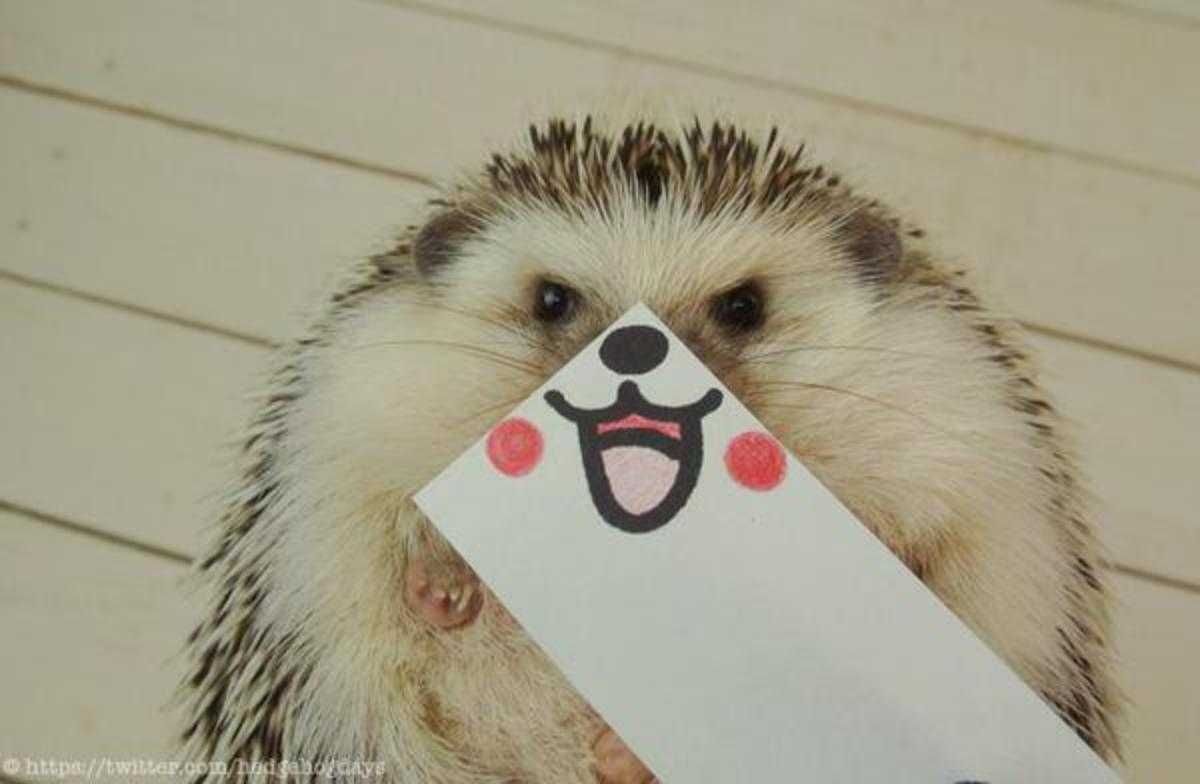Cute Hedgehog Pictures Hedgehog Smile