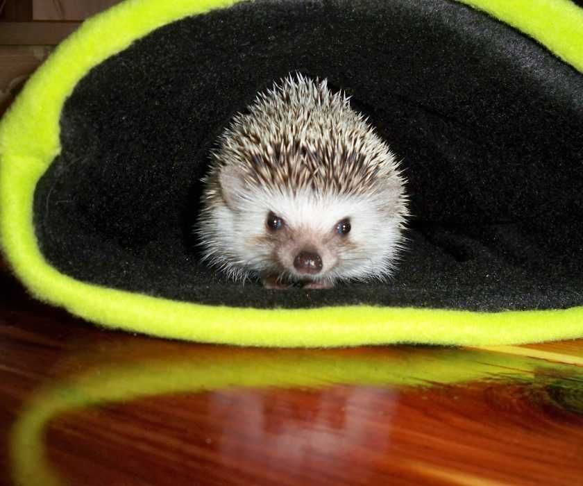 Cute Hedgehog Pictures Hedgehog In A Glove