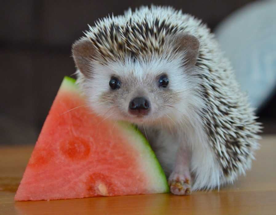 Cute Hedgehog Pictures Hedgehog With Watermelon