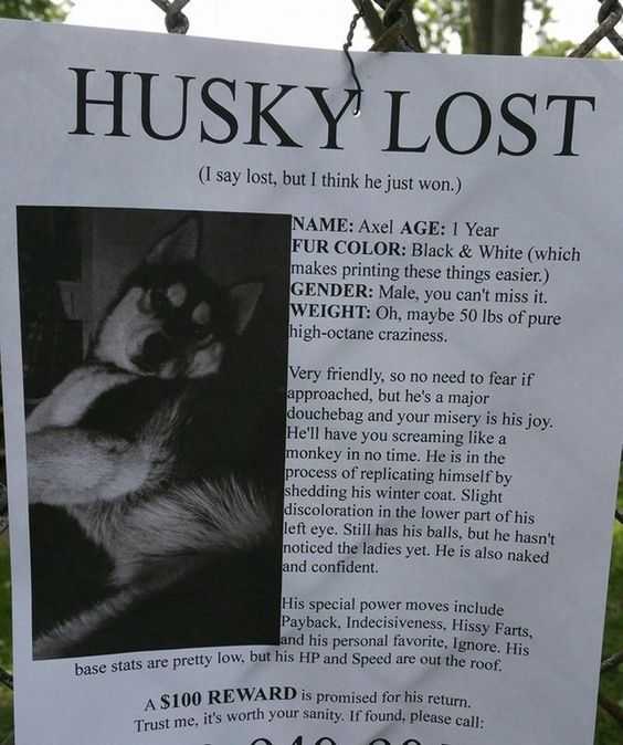 Insanely Funny Lost Dog Pictures