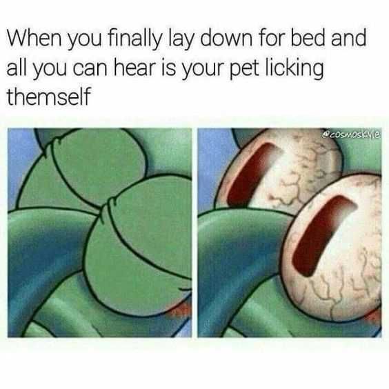 Funny Petasleep