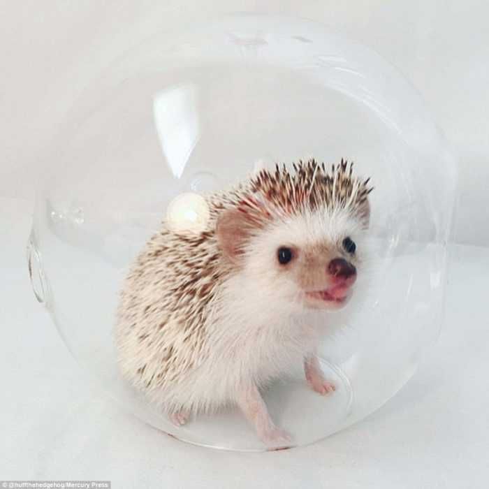 Cute Hedgehog Pictures Hedgehog In A Glass Jar