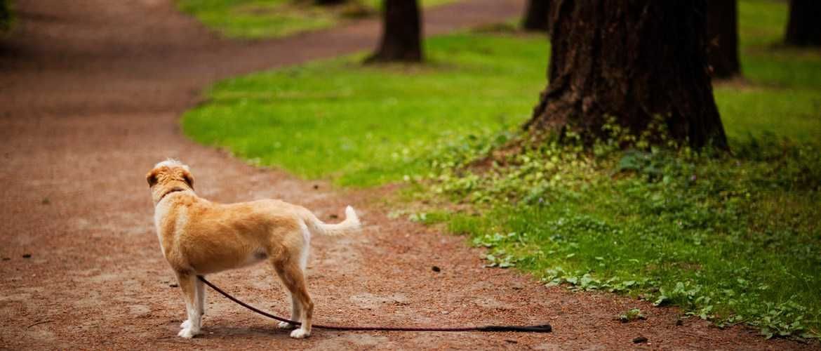 Lostpet