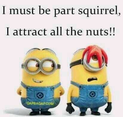 31 Funny Laughoutloud Minions Pictures Part Squirrel