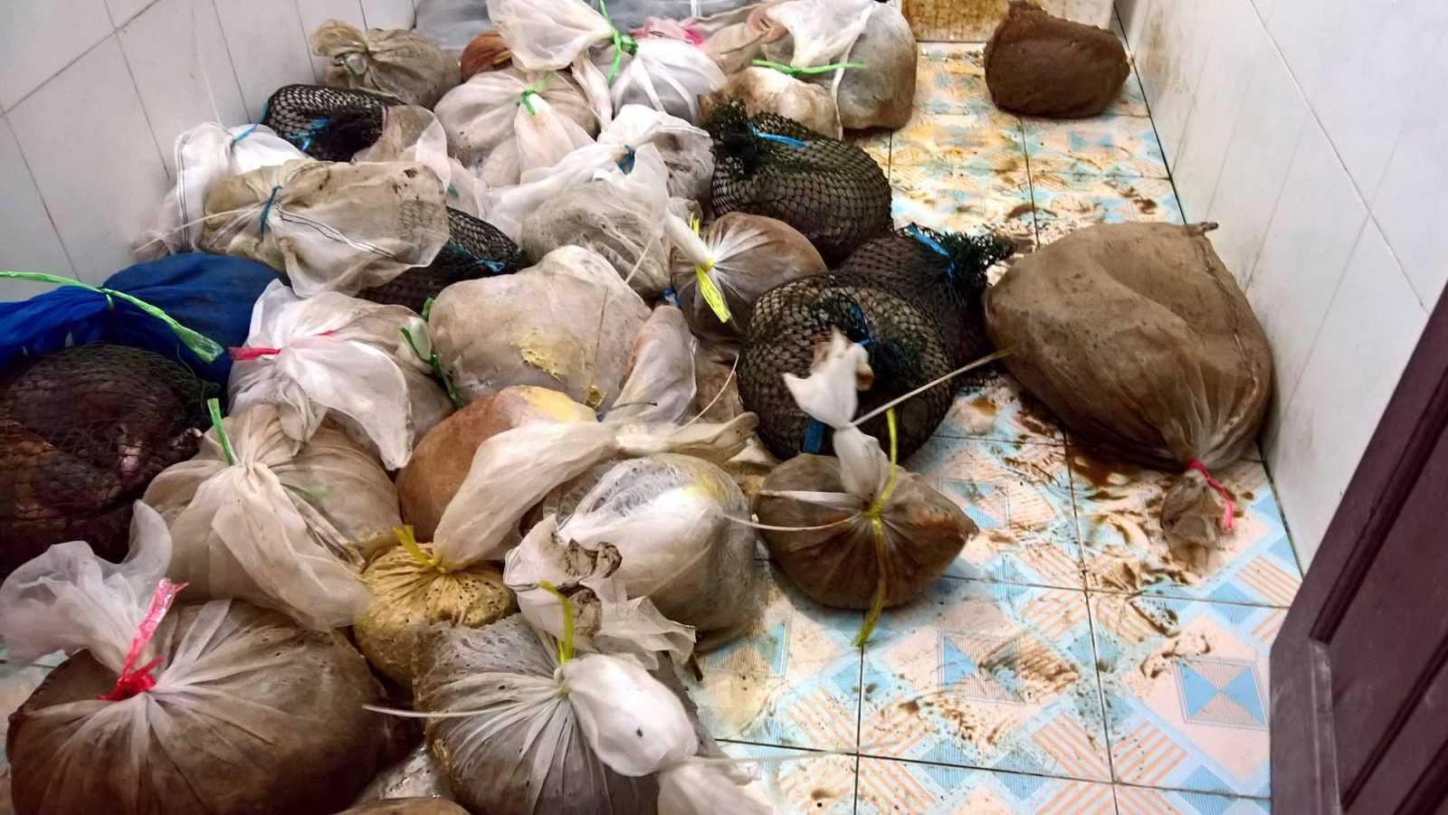 Vietnam Bus Pangolins Turtles