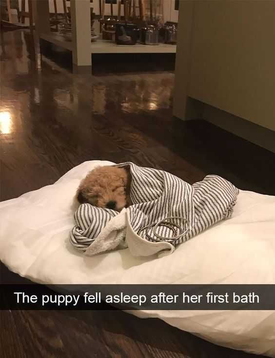 Adorable Animal Pictures Who Wouldn'T Want To Snuggle?