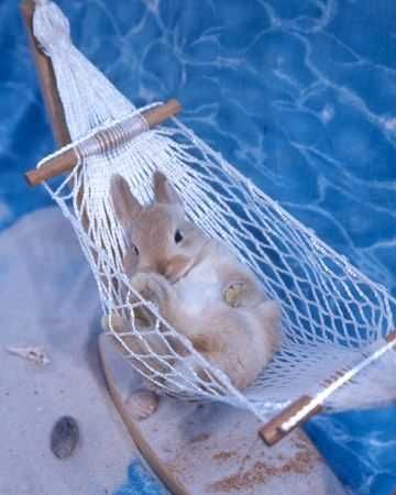 Animal Beach Bunny