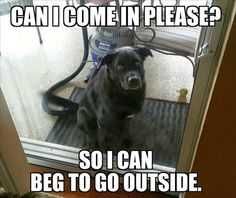 Adorable Animal Pic Repeat