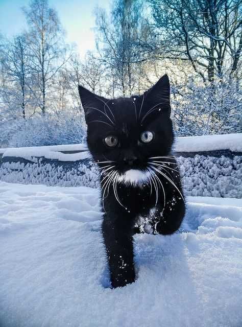 Adorable Animal Pics Mighty Panther In White