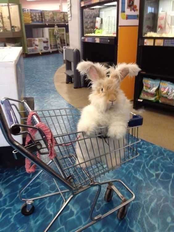 Adorable Animals 3