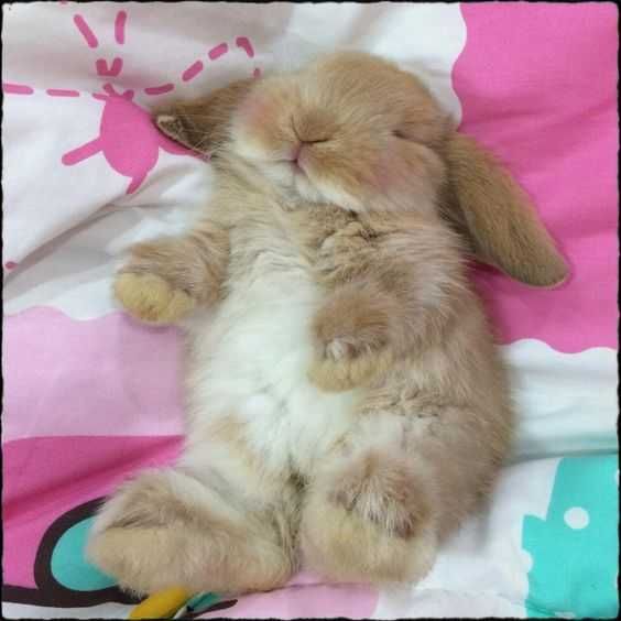 Adorable Animals 4