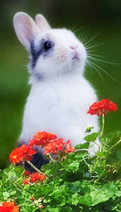 Adorable Animals 5