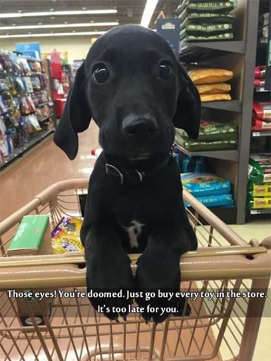 Adorable Animal Pics Grab Wallet And Hope For The Best