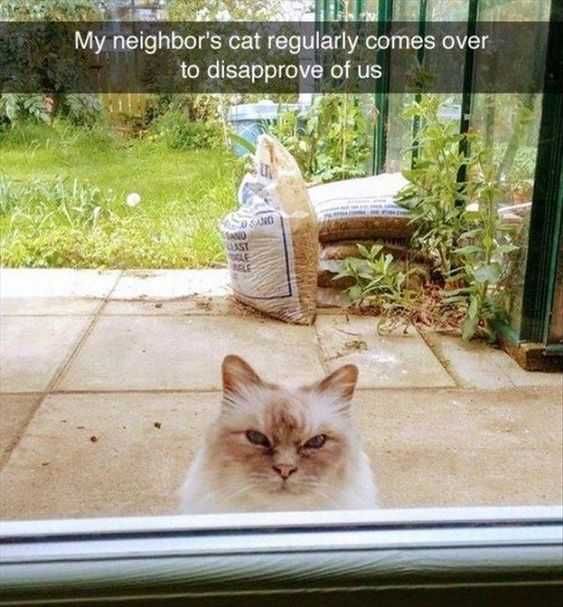 Adorable Animal Pictures That'S A Cat