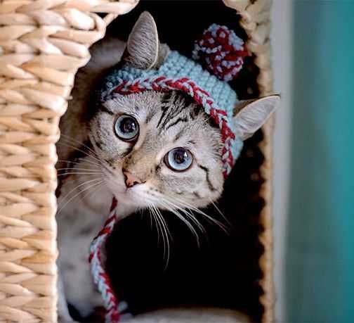 Adorable Animal Photos 1