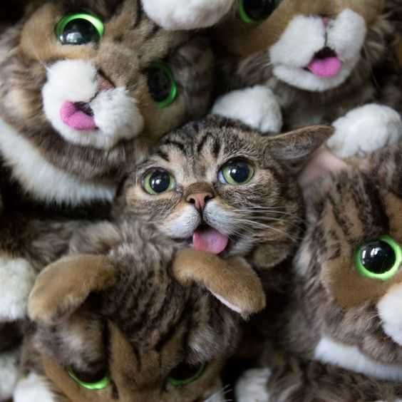 Adorable Animals Pictures 1