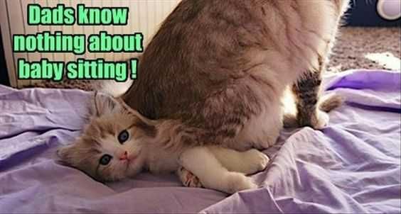 Adorable Animal Pictures With Quotes